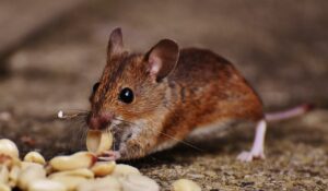 Read more about the article Can Rats Eat Cat Food?