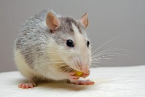 Read more about the article Can Rats Eat Hard-Boiled Eggs?