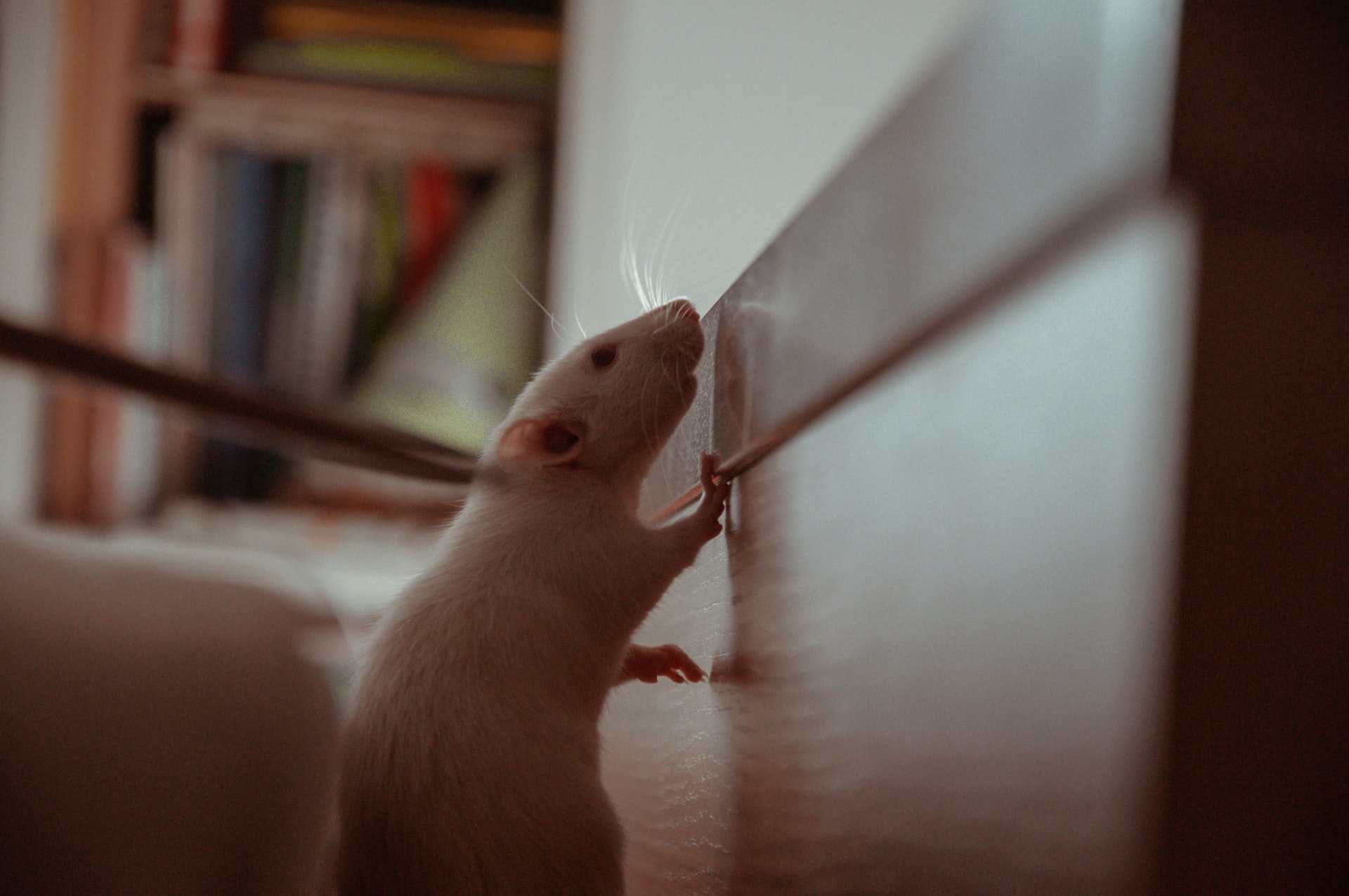 Read more about the article How Can Rats Get In Your House?