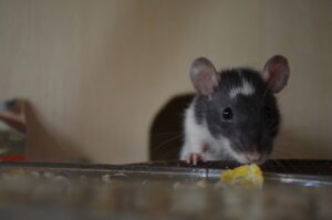 Read more about the article How Long Can Rats Survive Without Food?