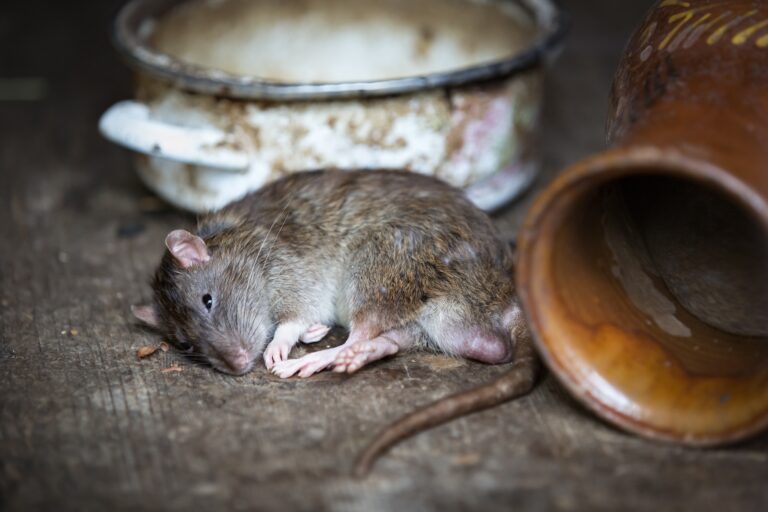 Read more about the article Can Ammonia Kill Rats?